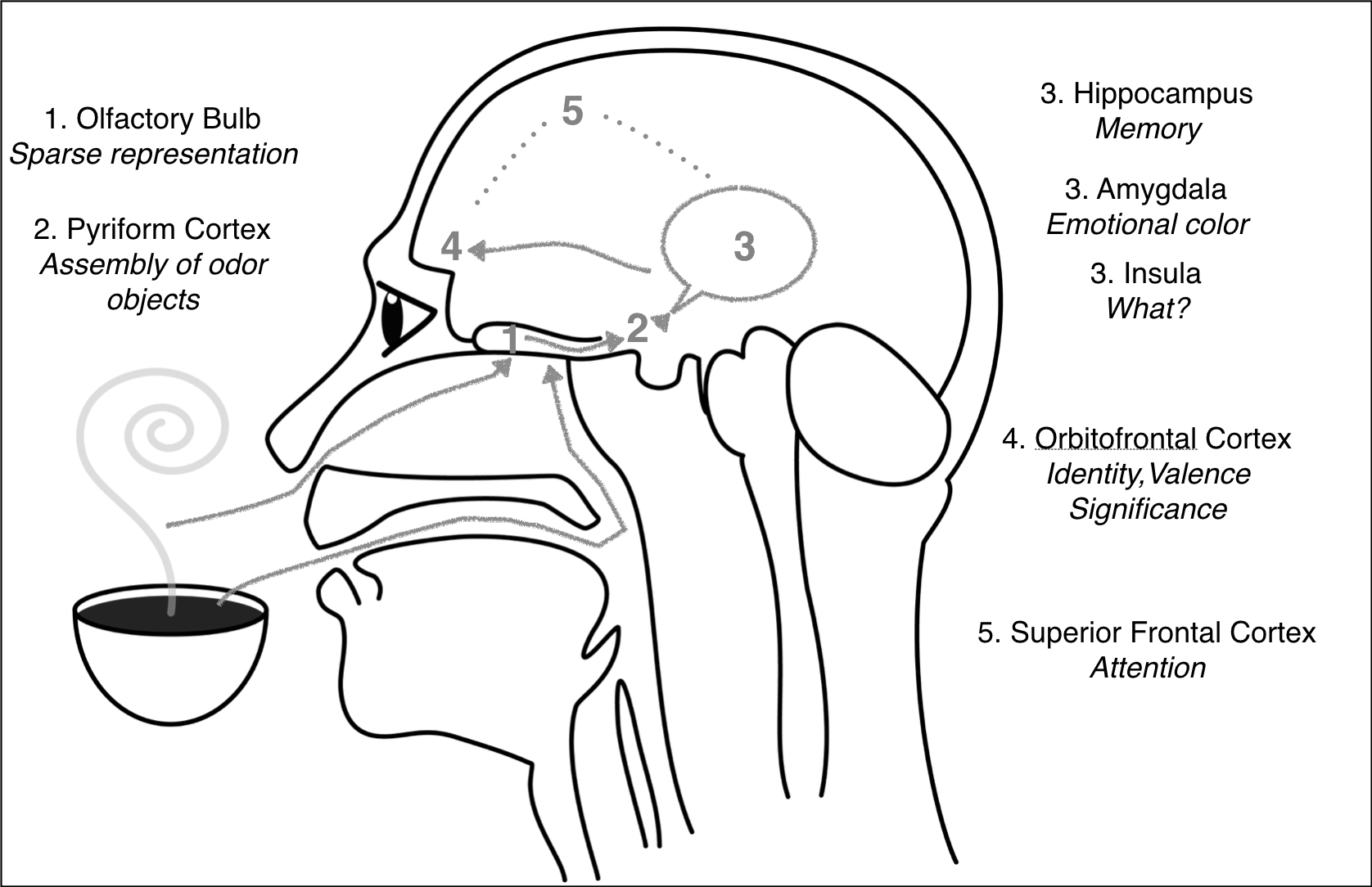 Diagram of the perception of smell in the nose and brain